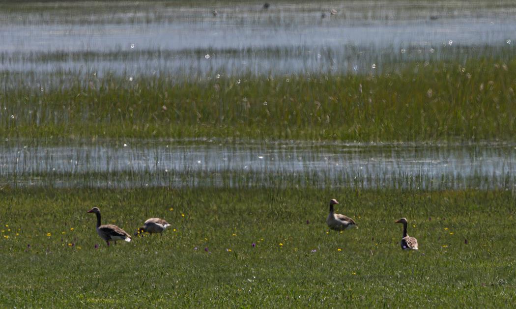 Greylag Goose