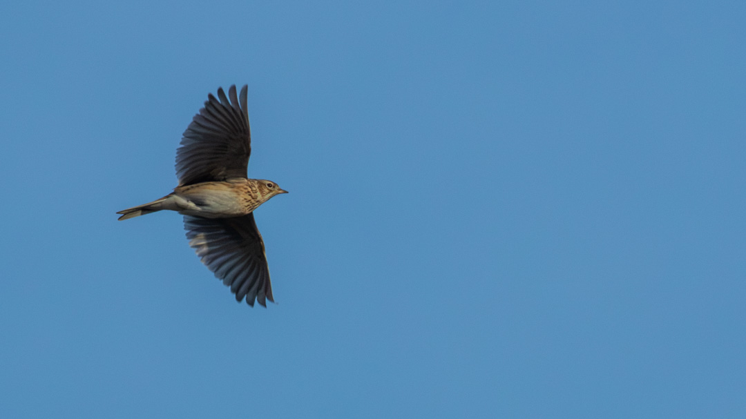 Meadow Pipit