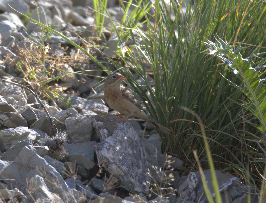 Grey-necked Bunting
