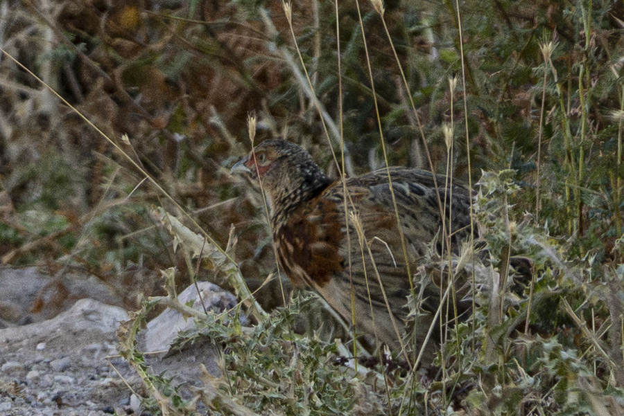 Çilkeklik