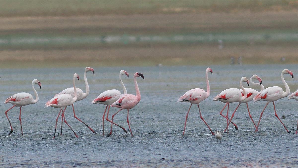 Küçük Flamingo