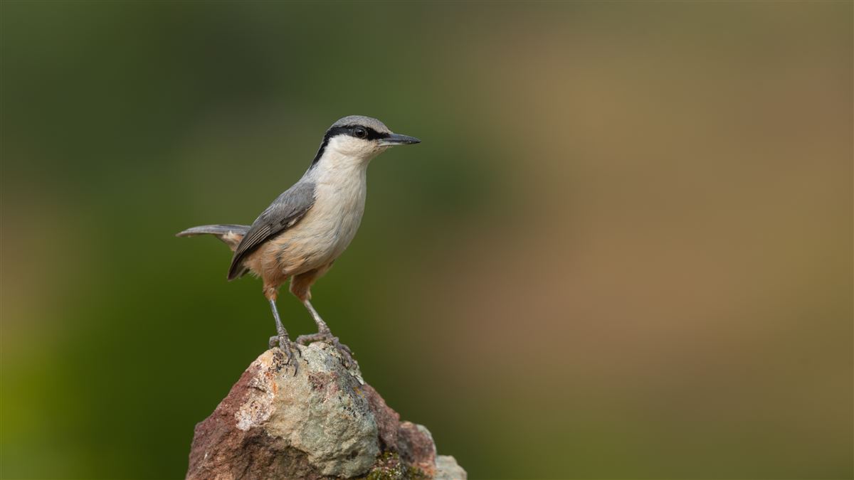Kaya Sıvacısı