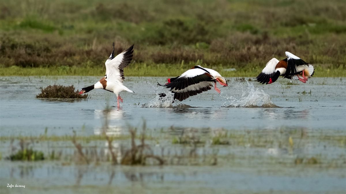 Suna