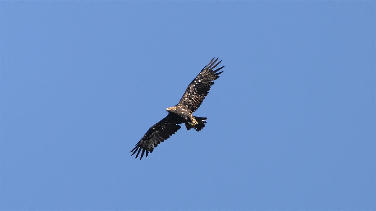 Şah Kartal