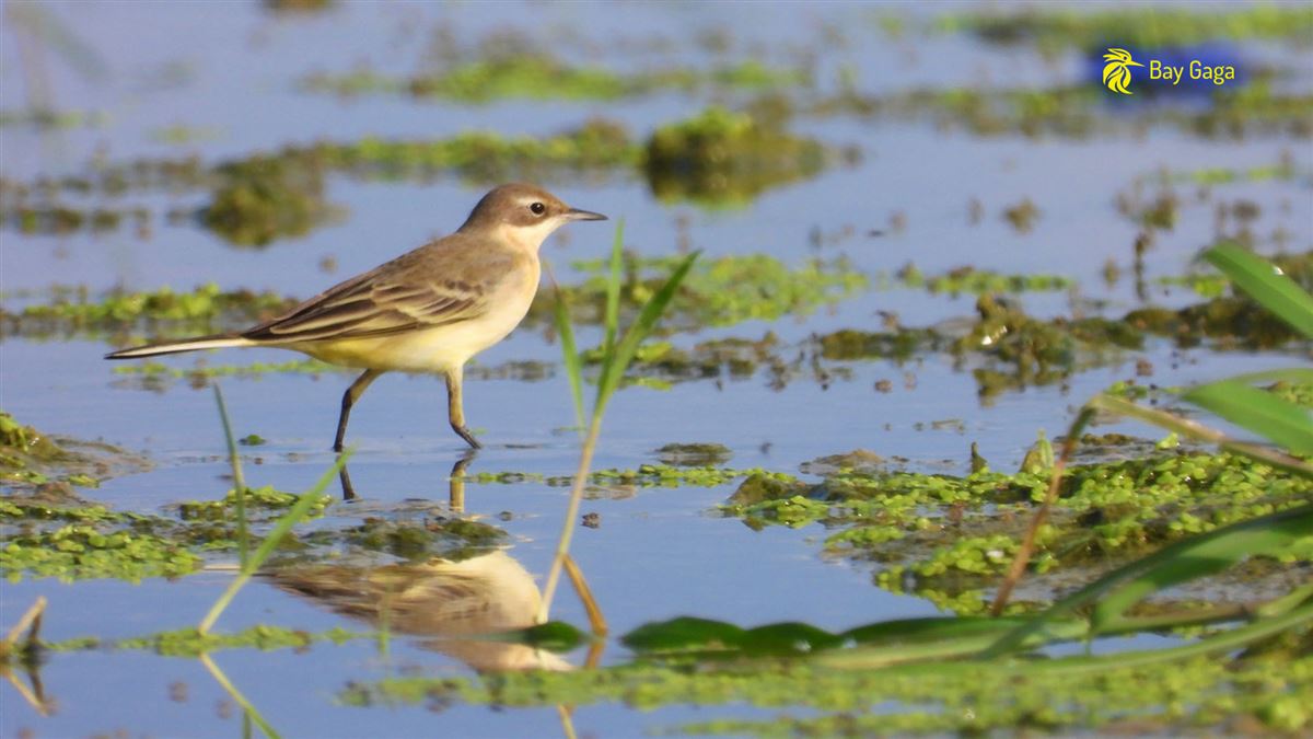 Western Yellow Wagtail