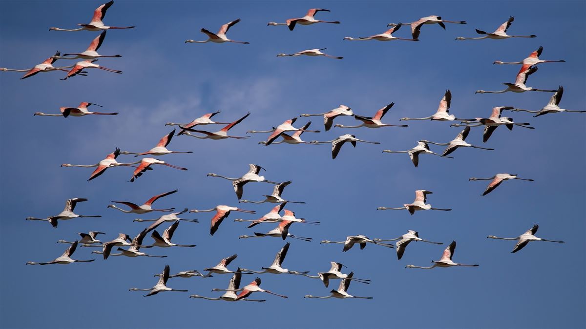Flamingo