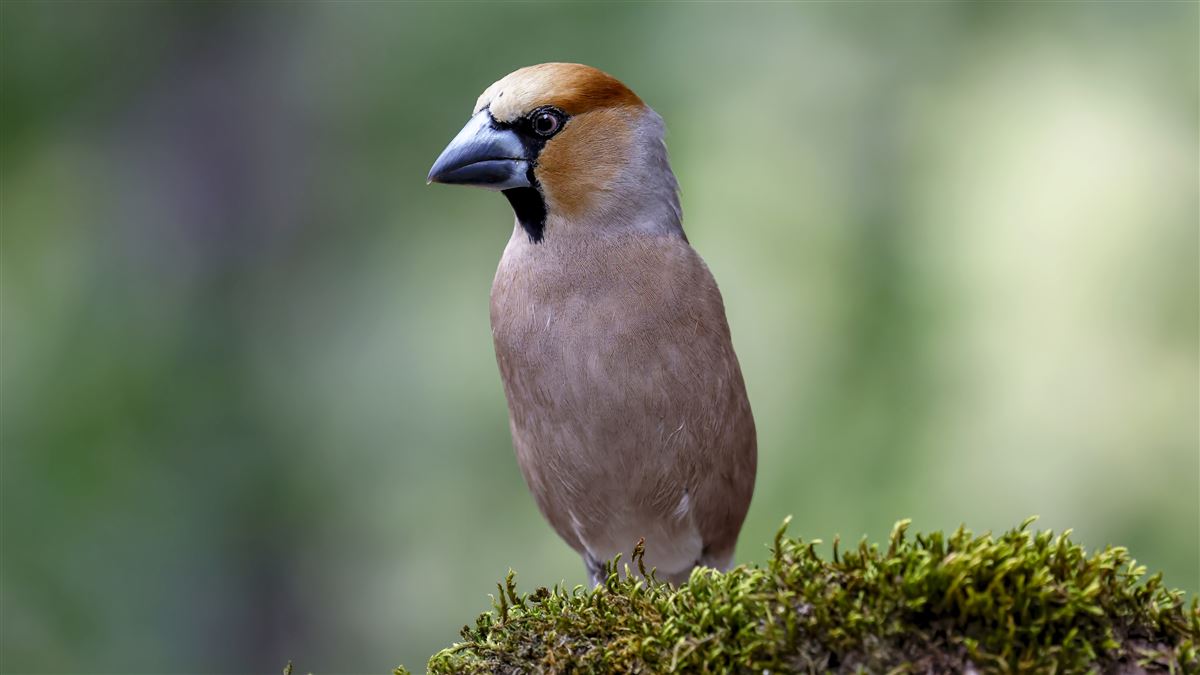 Hawfinch