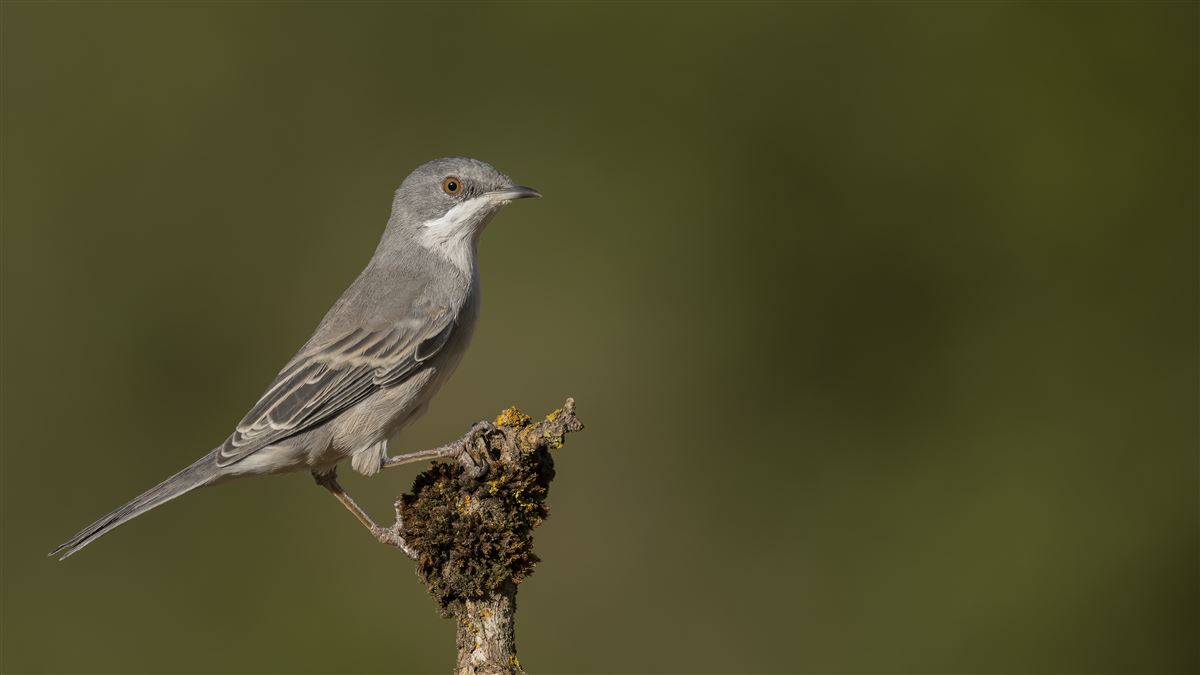 Rüppell`s Warbler