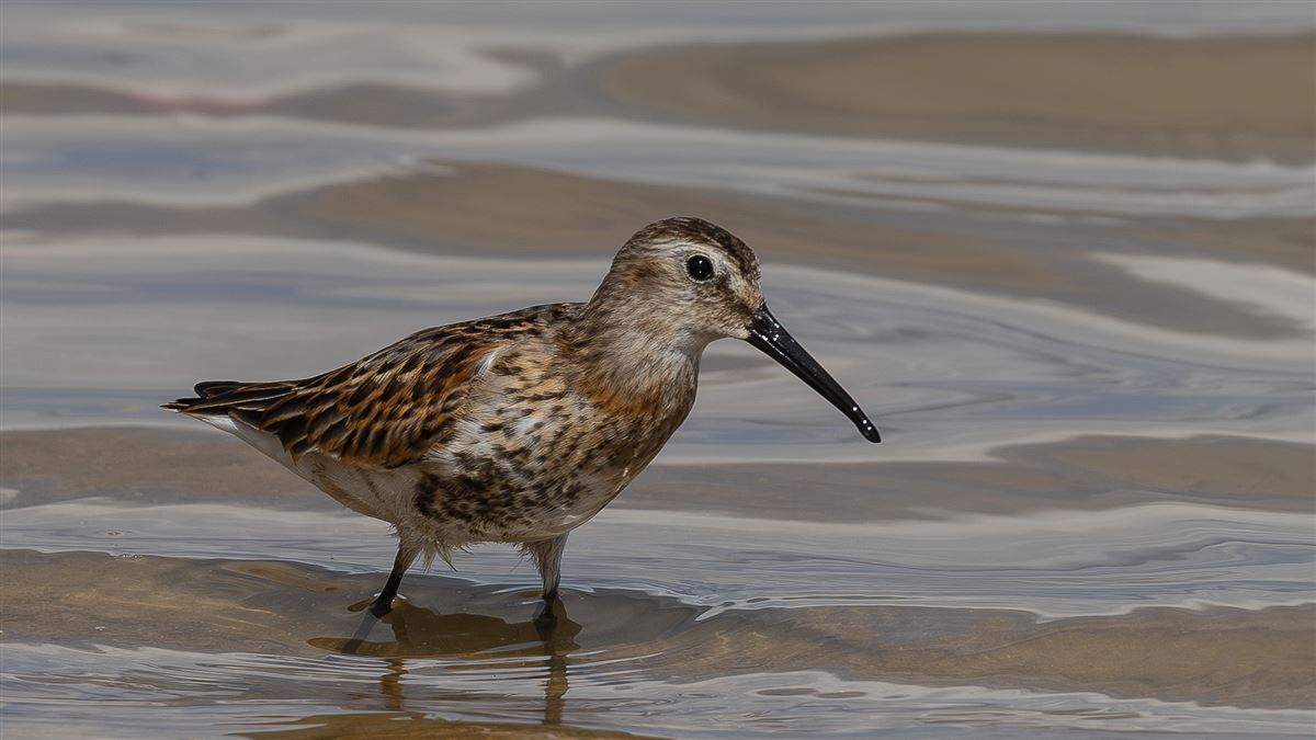 Dunlin