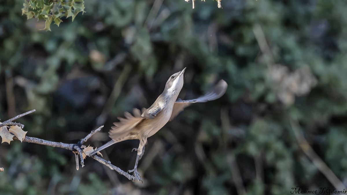 Lesser Whitethroat
