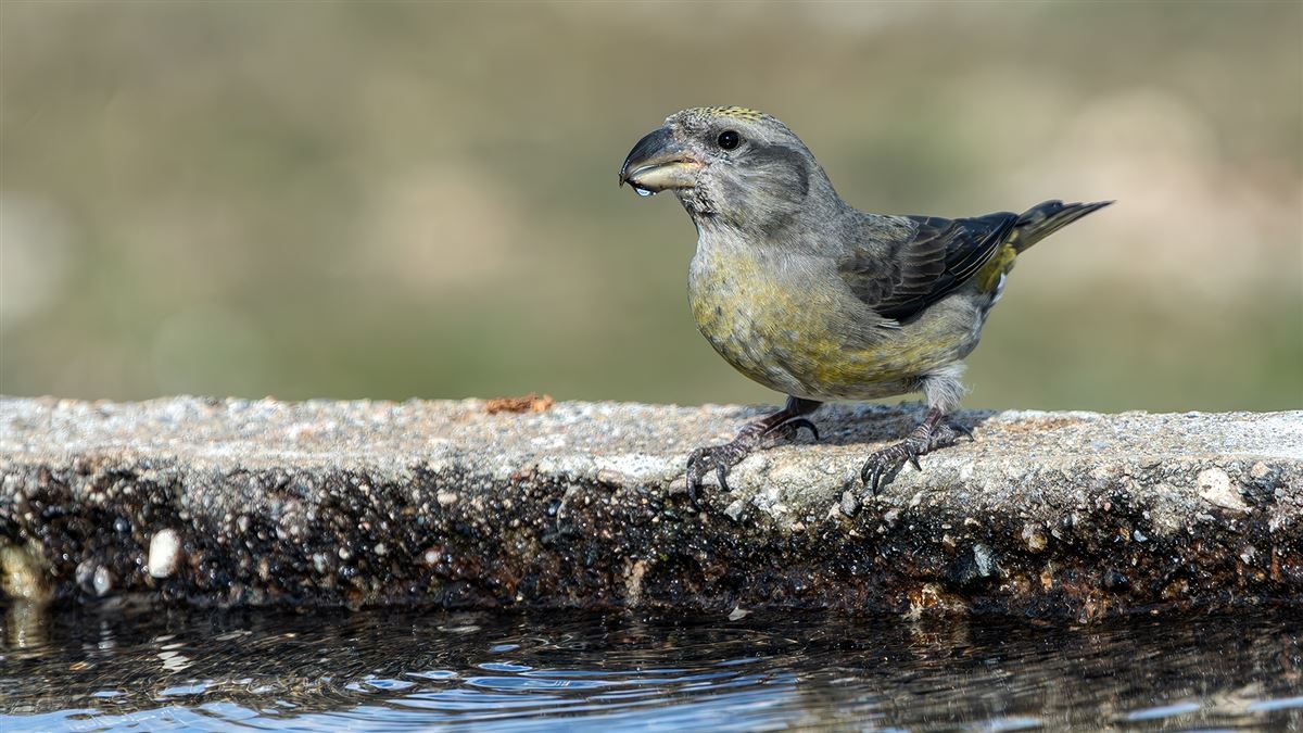 Red Crossbill