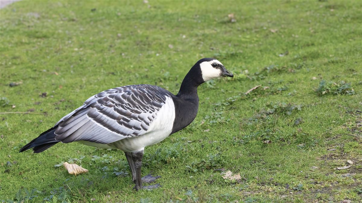 Barnacle Goose