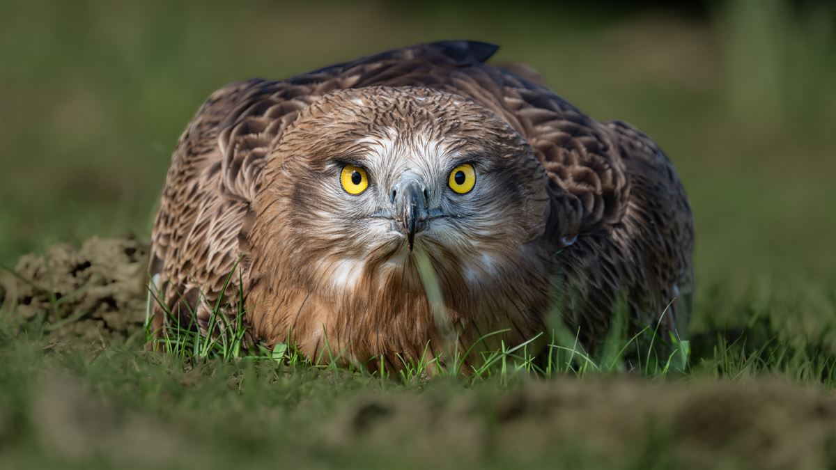 Short-toed Snake Eagle