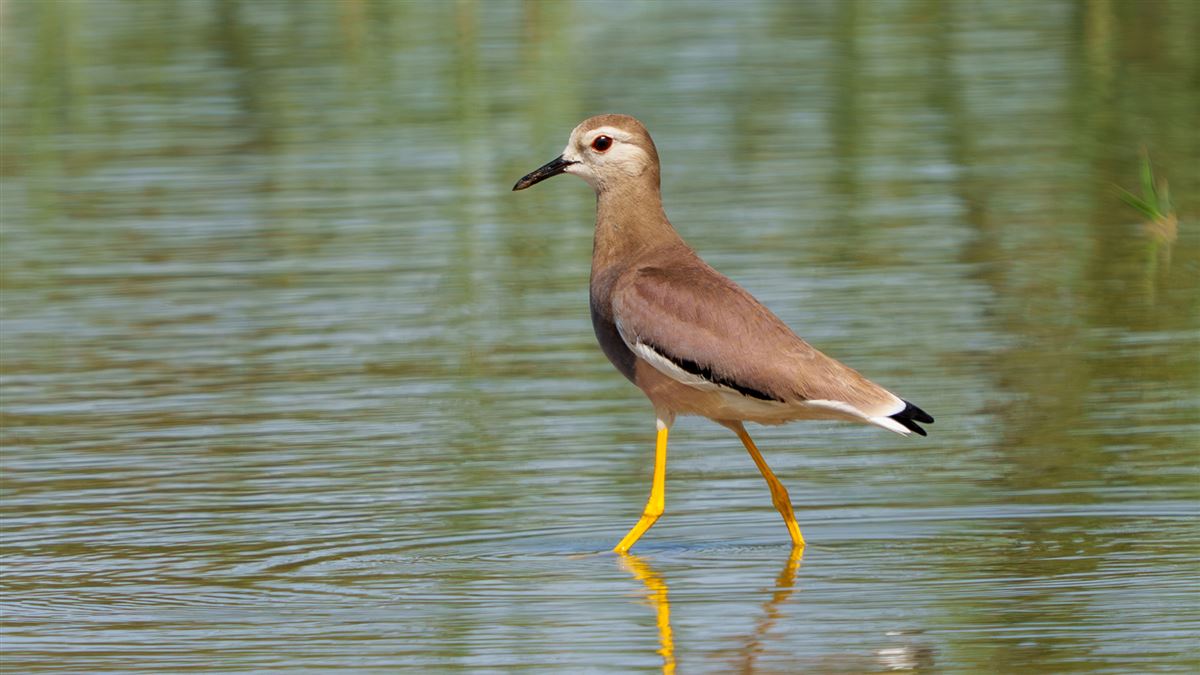 White-tailed Lapwing