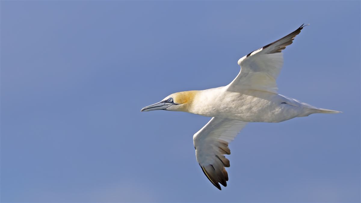 Northern Gannet