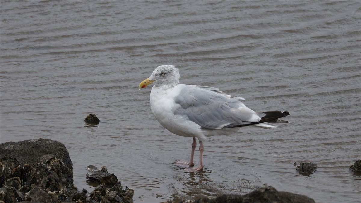 European Herring Gull