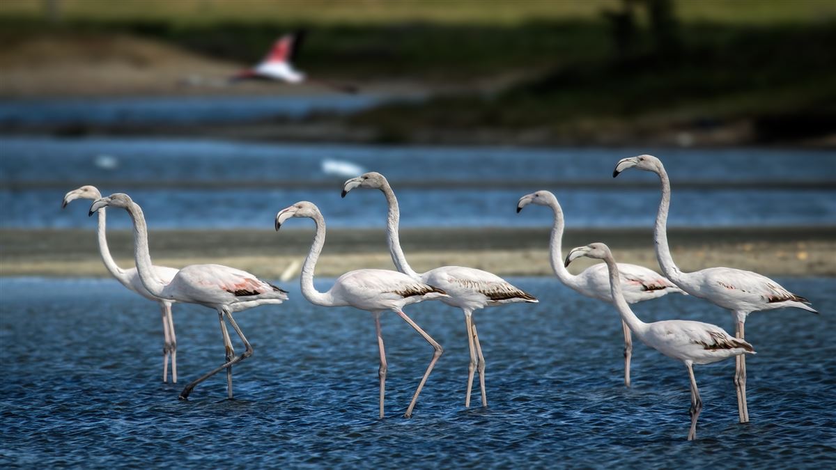 Flamingo