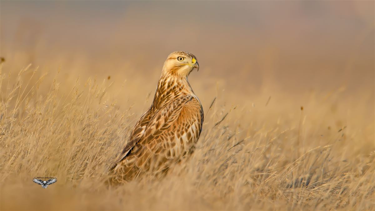 Long-legged Buzzard