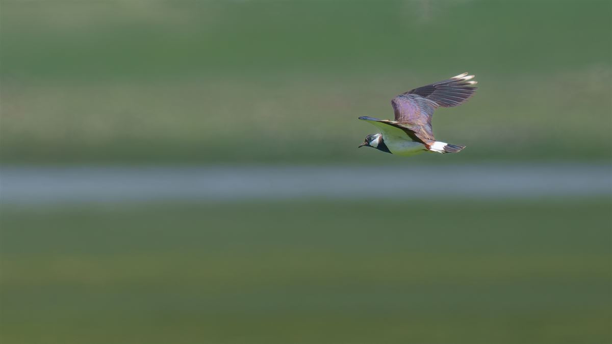 Northern Lapwing
