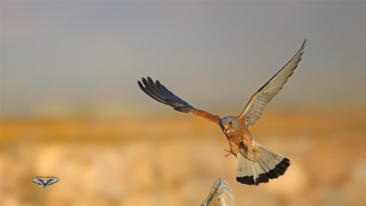 Lesser Kestrel