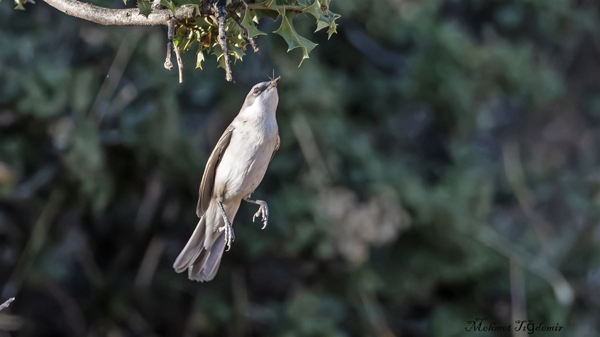Lesser Whitethroat