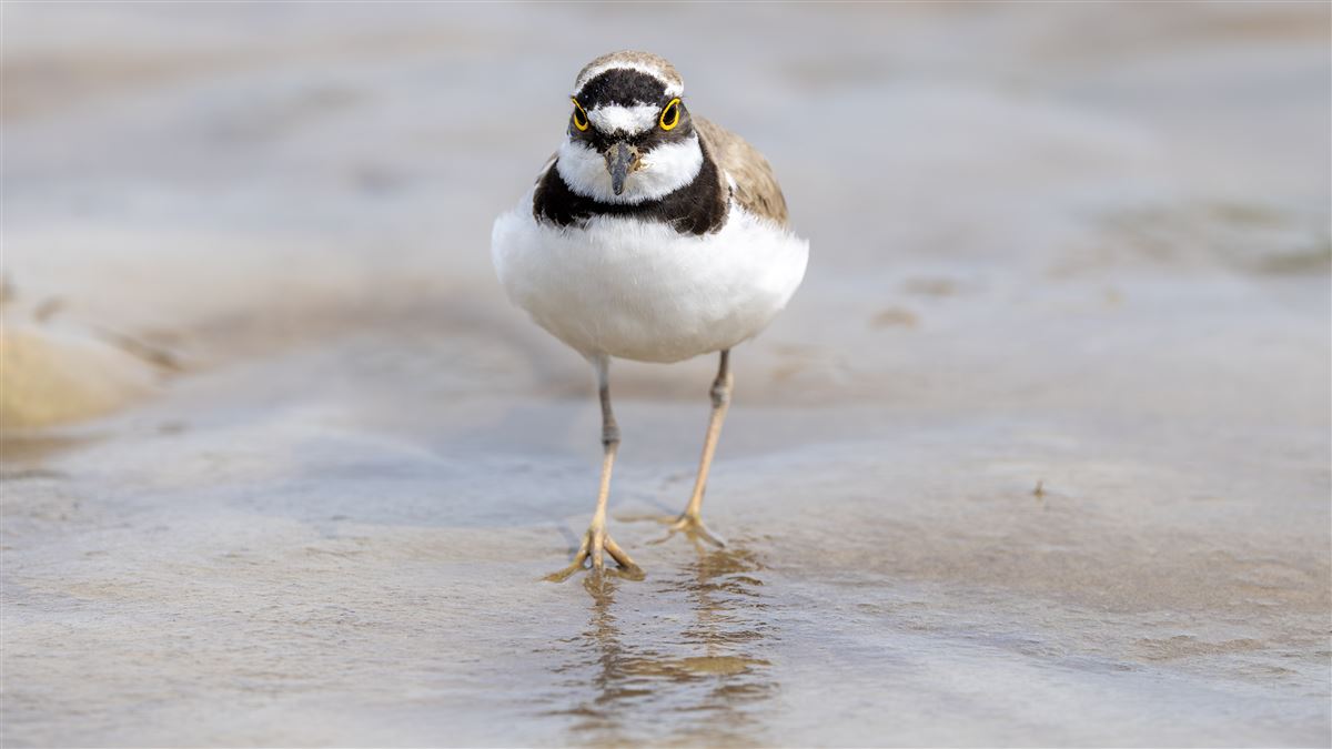 Little Ringed Plover