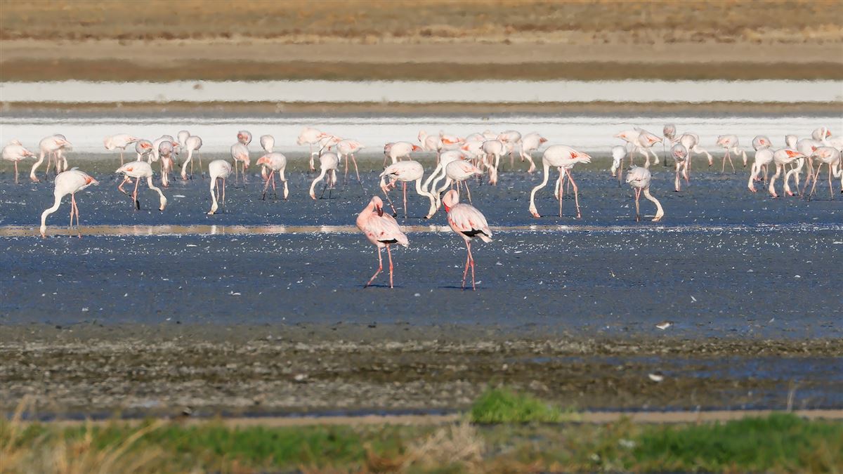 Lesser Flamingo