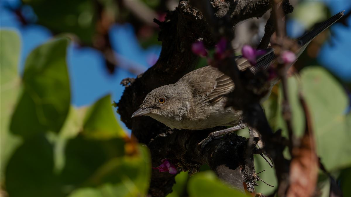Barred Warbler