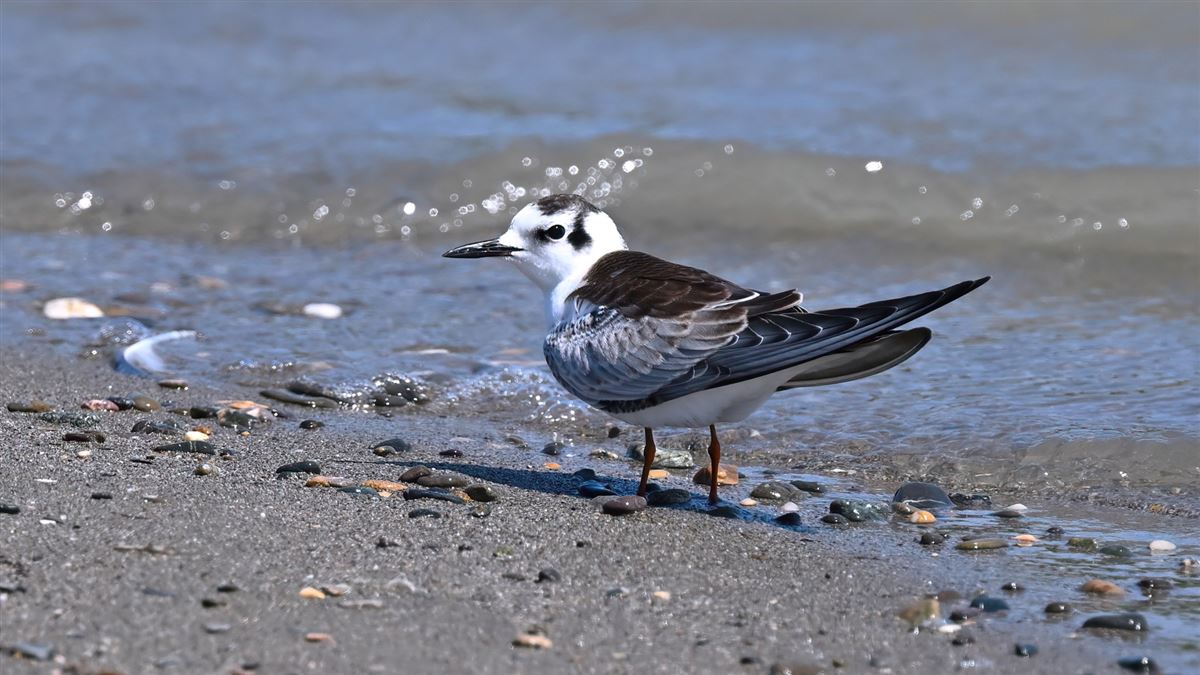 White-winged Tern