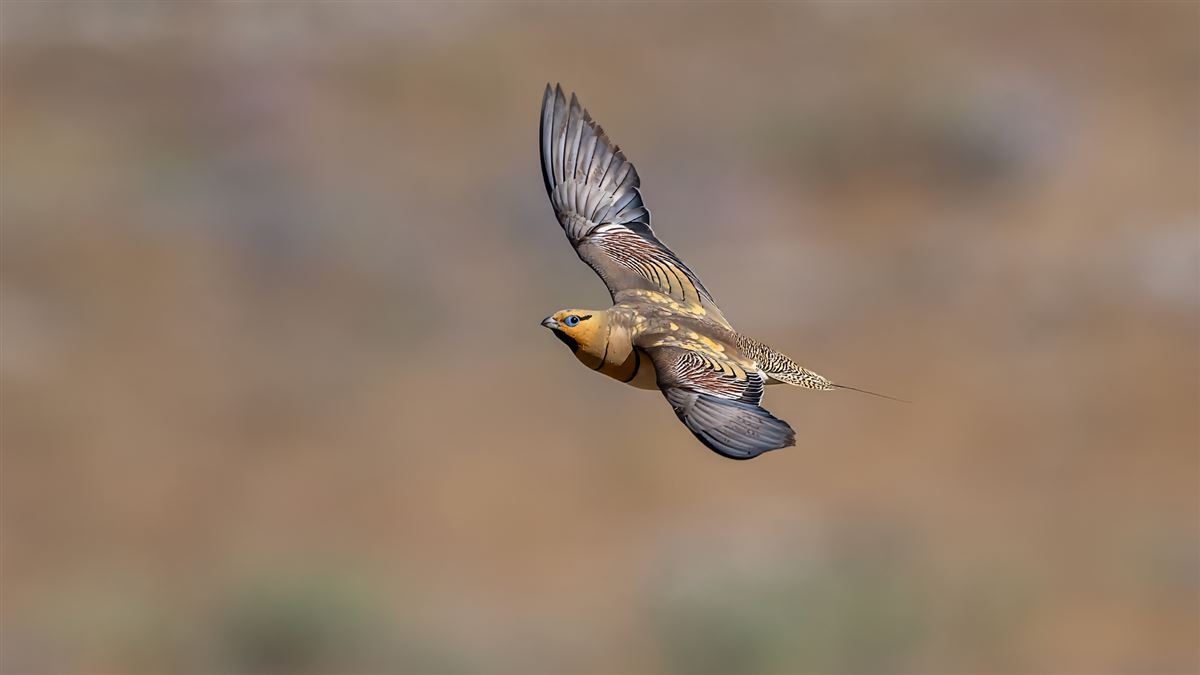 Pin-tailed Sandgrouse
