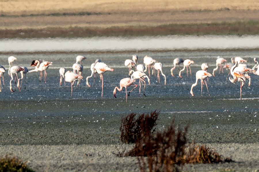 Lesser Flamingo