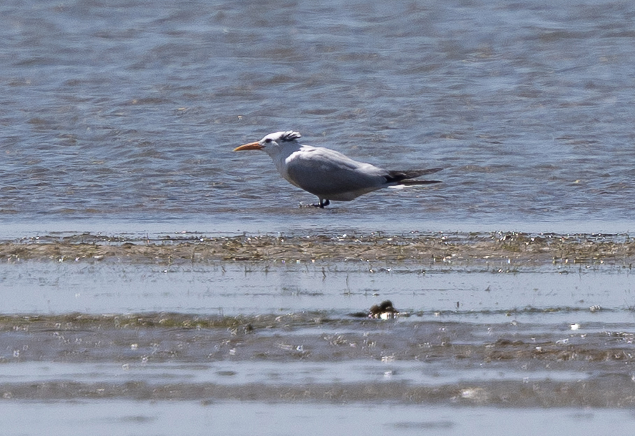West African Crested Tern