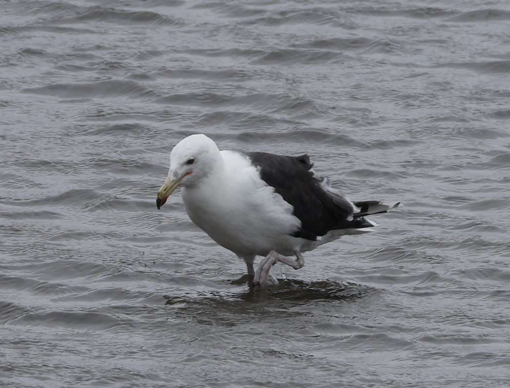 Great Black-backed Gull