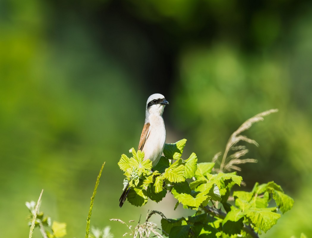 Red-backed Shrike