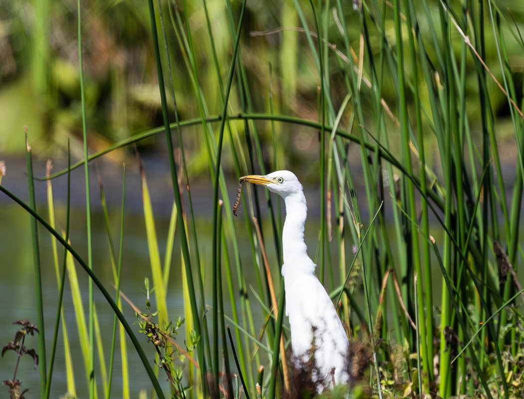 Western Cattle Egret