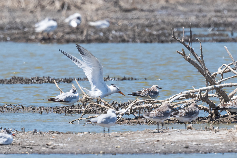 West African Crested Tern