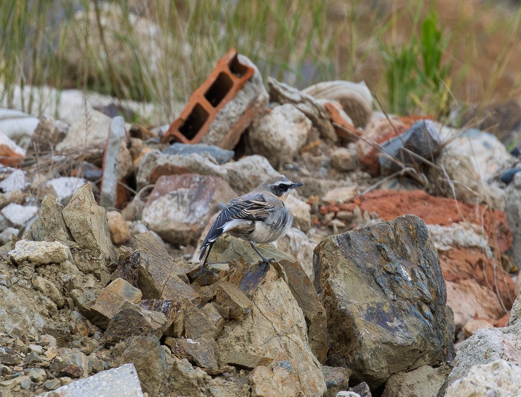 Northern Wheatear