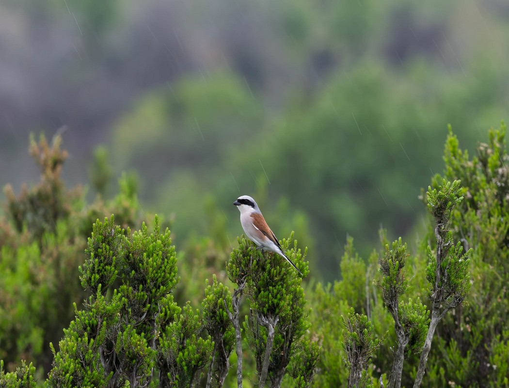 Red-backed Shrike