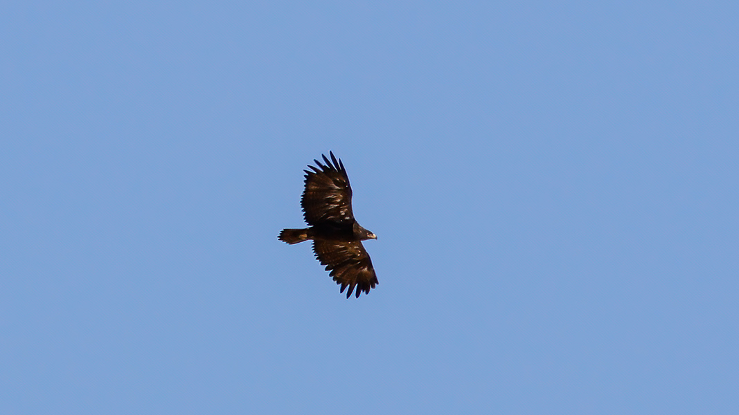 Steppe Eagle