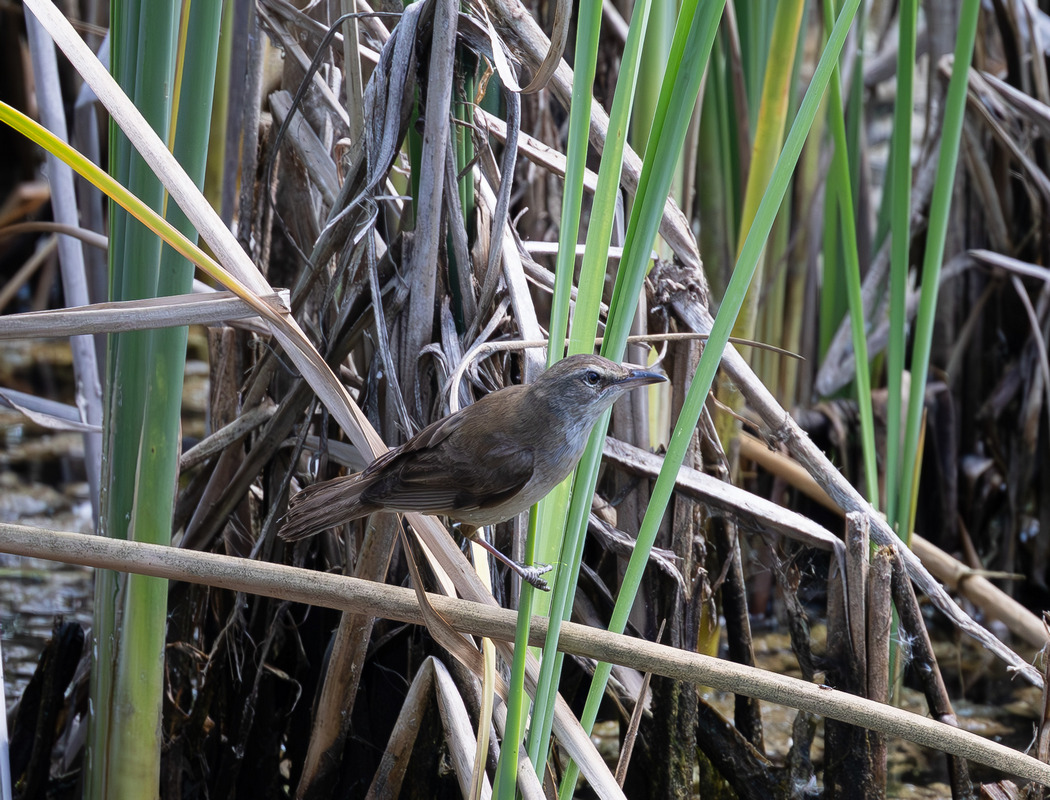 Great Reed Warbler