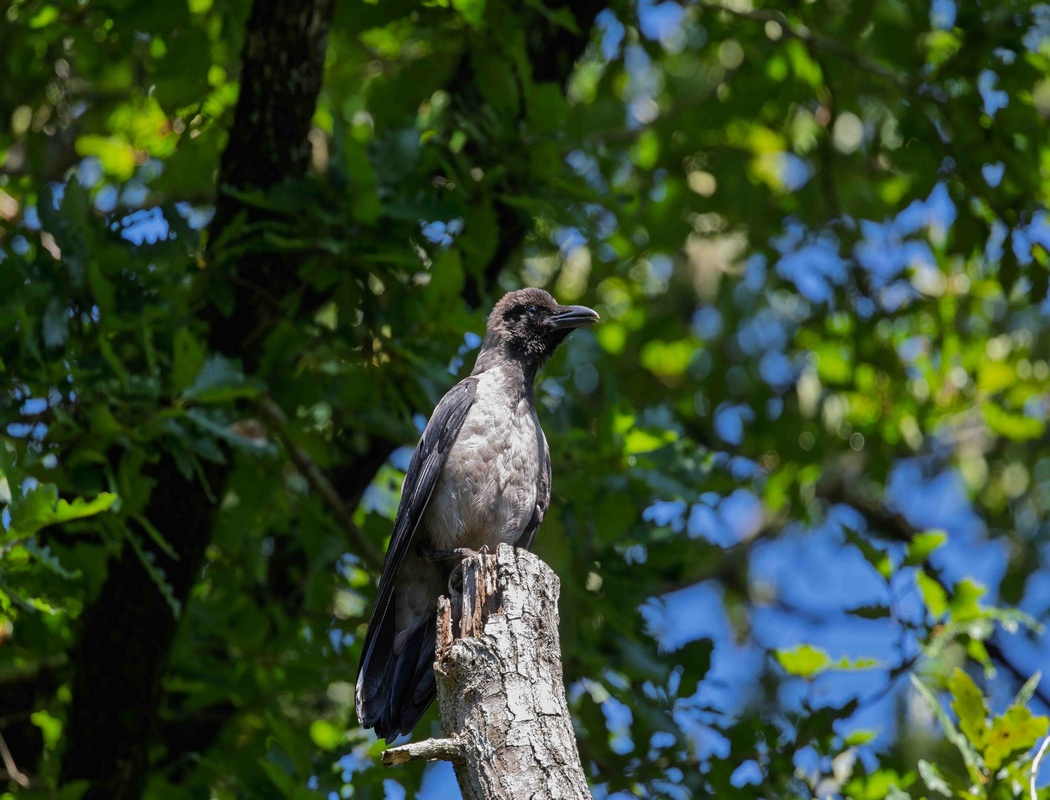 Hooded Crow