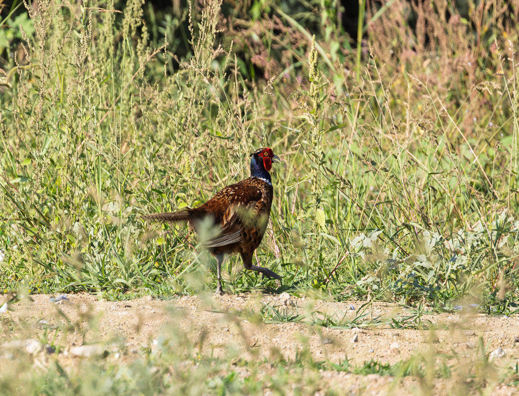 Common Pheasant