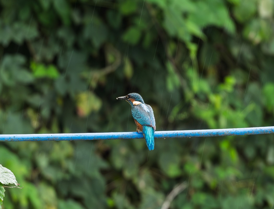 Common Kingfisher