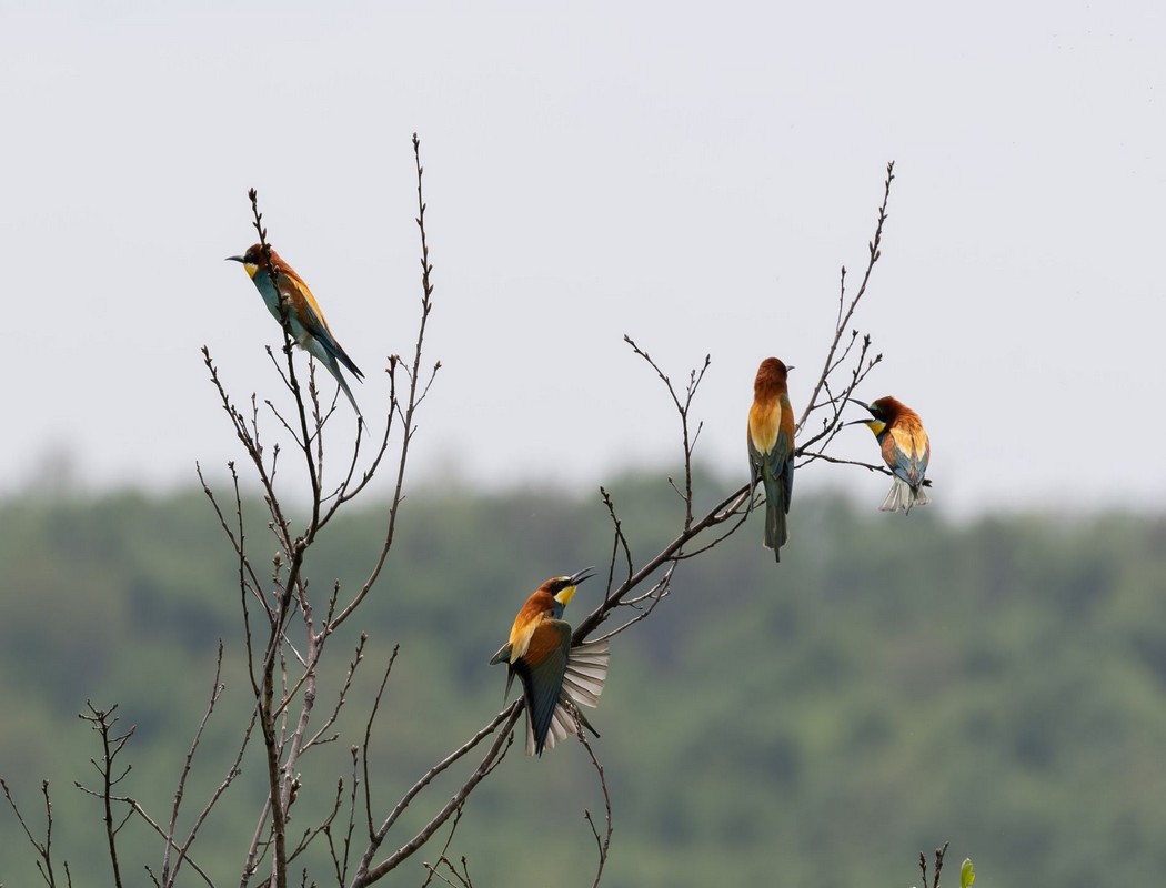 European Bee-eater