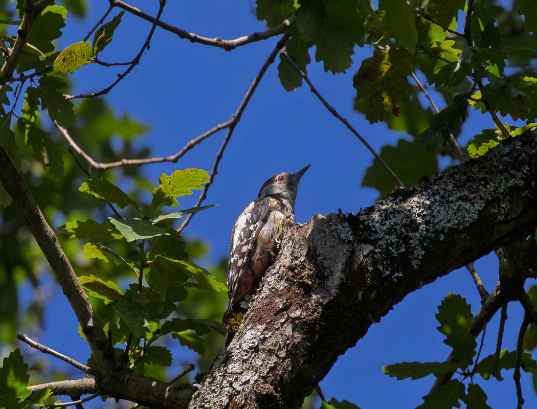 Middle Spotted Woodpecker
