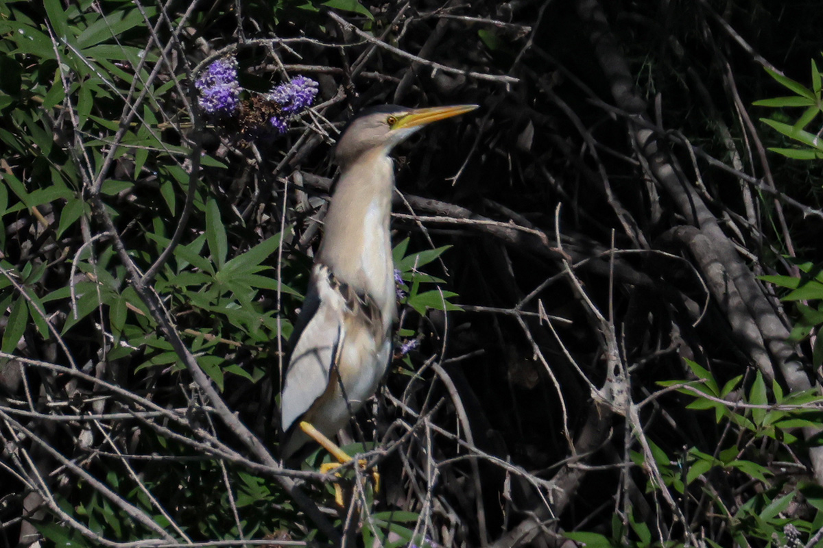 Little Bittern