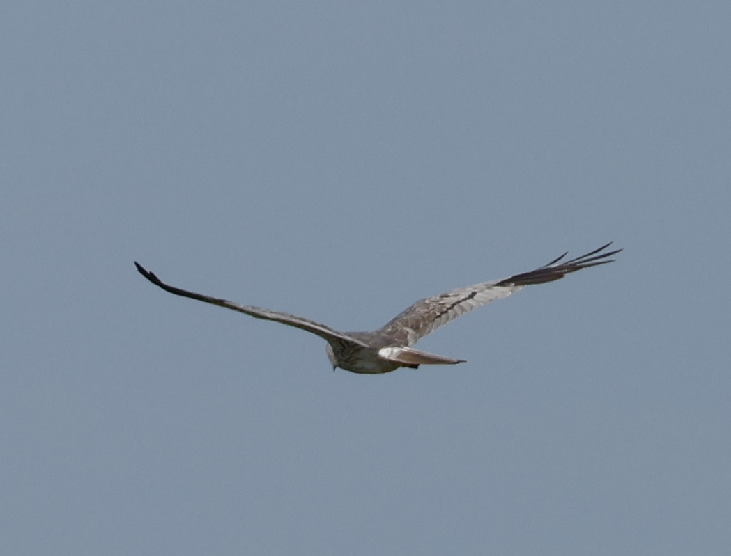 Montagu`s Harrier