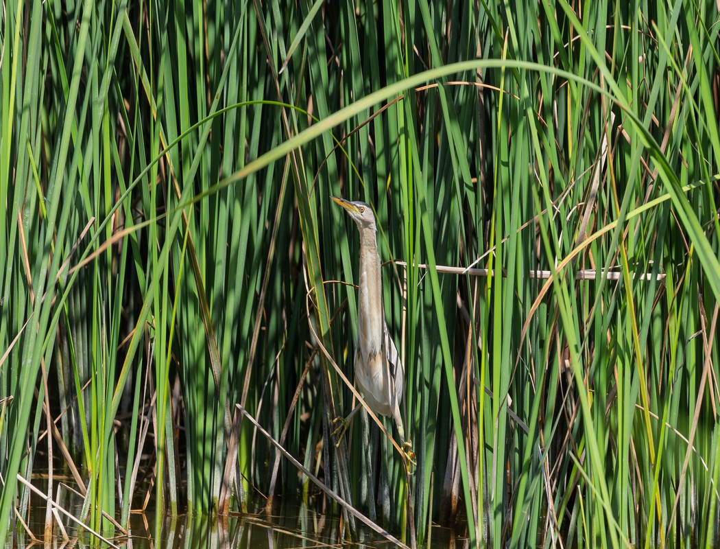 Little Bittern
