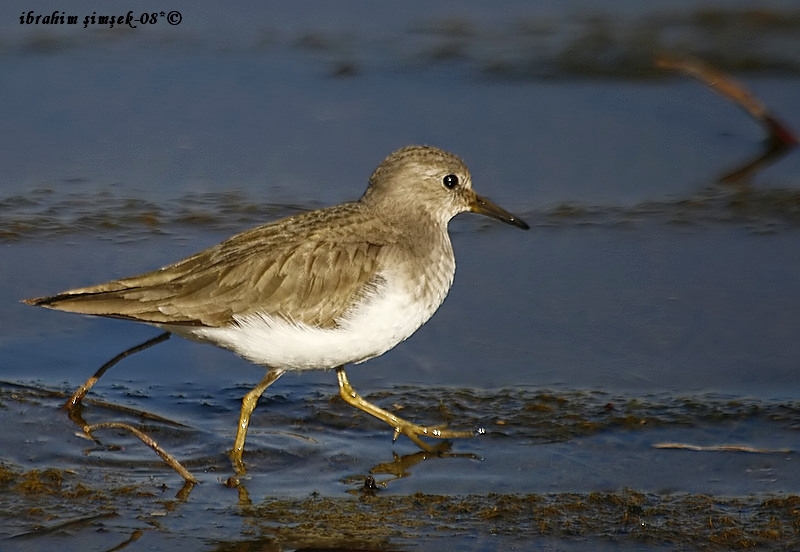 Temminck`s Stint