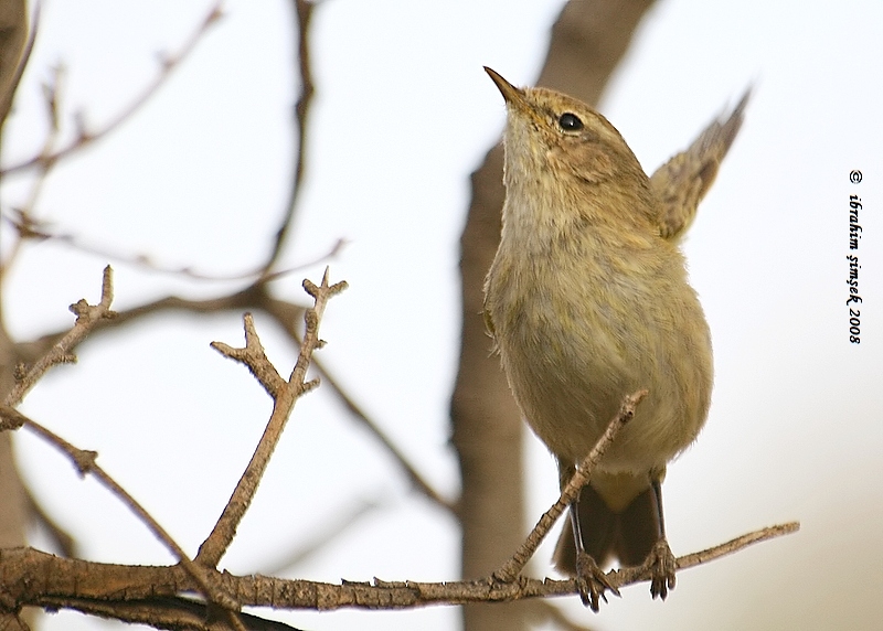 Common Chiffchaff